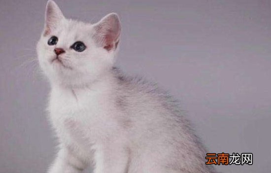 猫传腹会传染给人类吗？这个误区你一定要了解