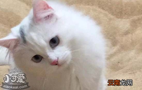 怎么分辨布偶猫纯不纯？鉴别布偶猫的品质的小方法