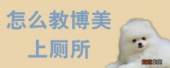 怎么教博美上厕所