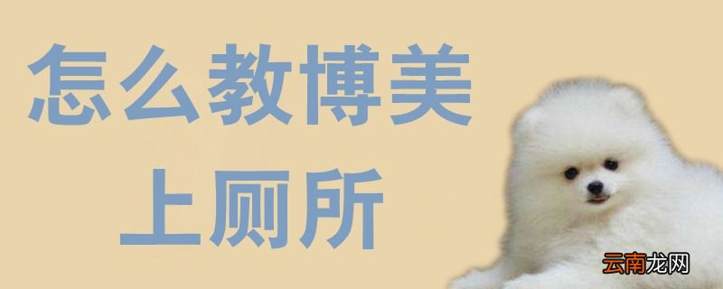 怎么教博美上厕所