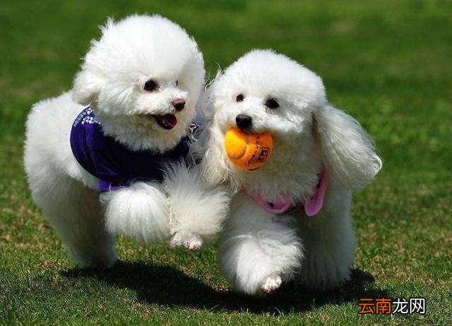 贵宾犬有体臭怎么办？从这几个方面同时入手