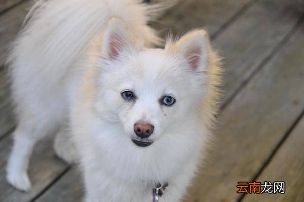 博美犬和茶杯犬的区别？这些区别都很明显