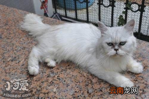 金吉拉猫能吃狗粮吗？不要让猫吃狗粮