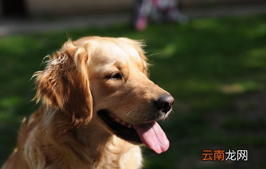 治愈犬有哪些品种？治疗犬其实并没有按照品种来区分