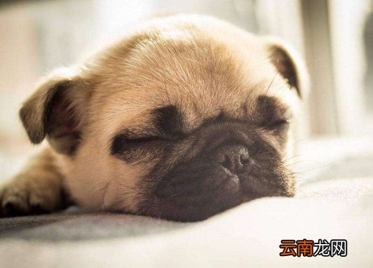 纯巴哥狗怎么分辨？