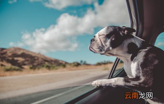 恩施禁养阿拉斯加吗？能不能在恩施养阿拉斯加