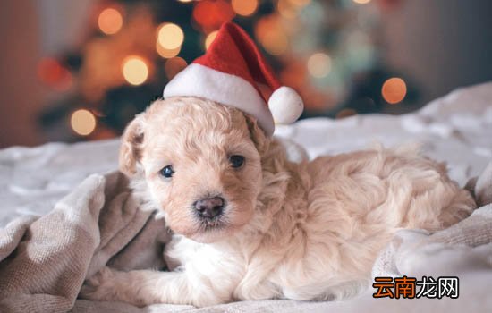郴州市养犬管理条例？郴州养犬管理条例