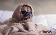 遵义养犬管理规定
