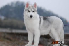 阿拉斯加掉毛严重怎么办？阿拉斯加雪橇犬掉毛严重解决方法