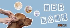 狗耳朵怎么清理