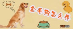 金毛狗怎么养