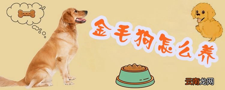 金毛狗怎么养