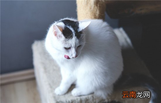 猫咪乳房硬块怎么处理 猫咪乳房有硬块