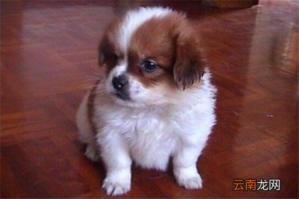 世界上10大名犬智商排名