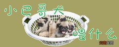 小巴哥犬喂什么