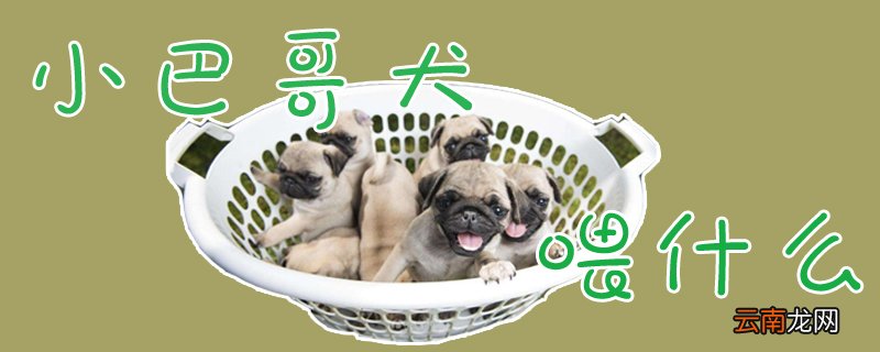 小巴哥犬喂什么
