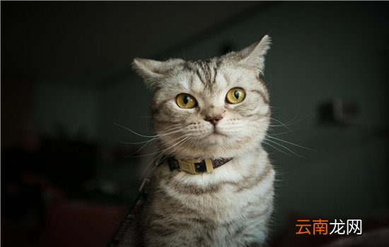 猫猫脱毛皮肤小黑点 猫猫脱毛皮肤小黑点
