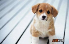 如何预防狗狗喉炎？狗狗喉炎是怎么引起的