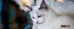 怎么确定猫咪是否携带狂犬病毒 怎么确定猫咪是否隐睾