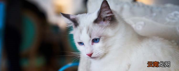 怎么确定猫咪是否携带狂犬病毒 怎么确定猫咪是否隐睾