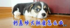 柯基幼犬挑食怎么办