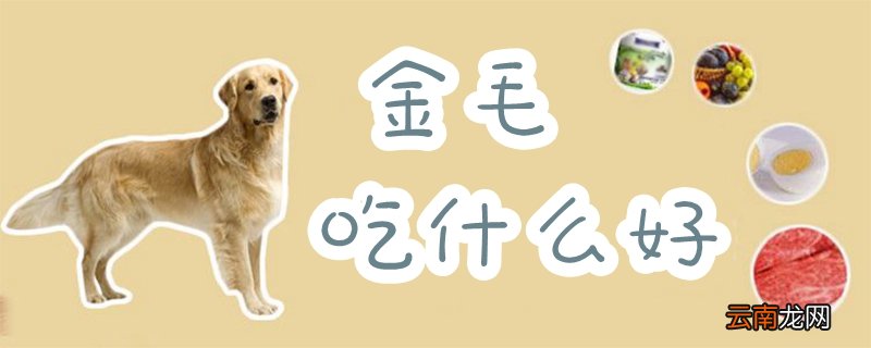 金毛吃什么好