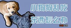 小狗狗乱吃东西怎么办