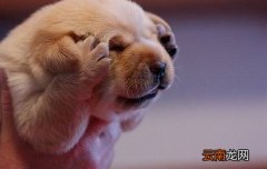 耳螨怎么引起的？洗澡后这一点最容易致病