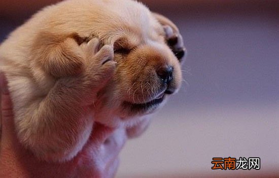 耳螨怎么引起的？洗澡后这一点最容易致病