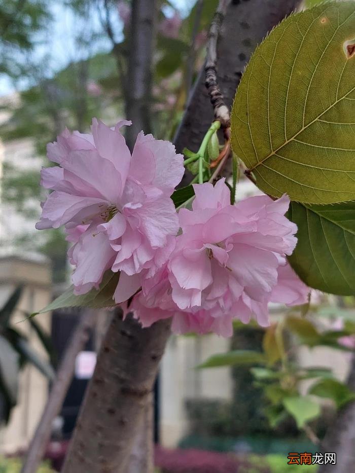 笑看花开花落 看花开花落