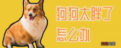 狗狗太胖了怎么办
