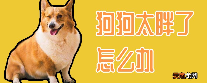 狗狗太胖了怎么办