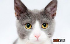小猫用硼酸滴耳液用多少 小猫用硼酸滴耳液死了怎么办