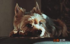 狗狗胰腺炎死亡临死症状有哪些