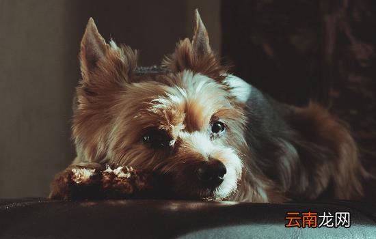 狗狗胰腺炎死亡临死症状有哪些