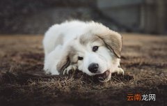 狗狗发烧吃什么药有效