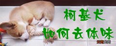 柯基犬如何去体味