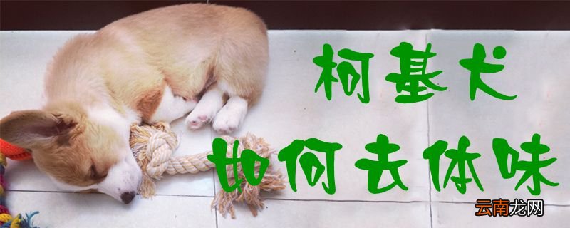 柯基犬如何去体味