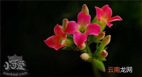 六种对狗狗有害的植物？养了狗的家庭最好不要养