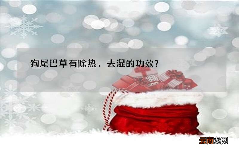 狗尾巴草有除热、去湿的功效？