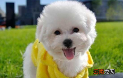 狗狗每个阶段是怎么分的？每个阶段的饲养方法都是略有不同
