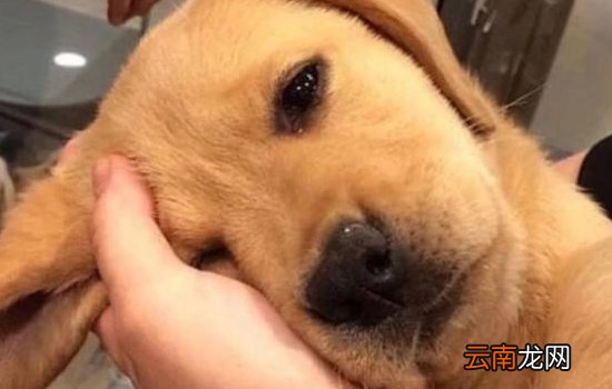 金毛体味很重怎么办，这些方法很管用