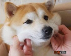 狗狗眼睛流脓怎么回事