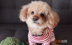 幼犬流眼泪正常吗，幼犬流眼泪是怎么回事