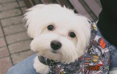 狗狗尿液浮着白色泡沫是怎么回事