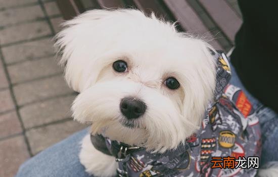 狗狗尿液浮着白色泡沫是怎么回事