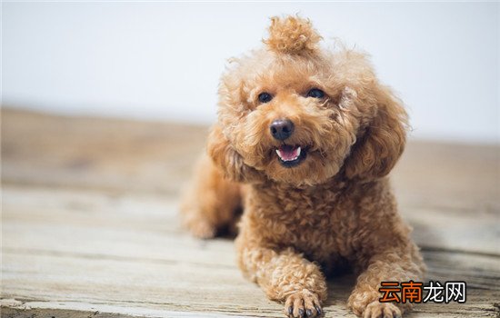 泰迪小狗一天该喂几顿