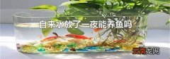 自来水放了一夜能养鱼吗