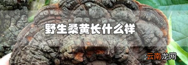 野生桑黄长什么样
