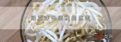 绿豆芽长须根的原因
